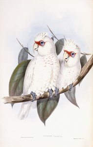 Langnæbbet kakadue af John Gould