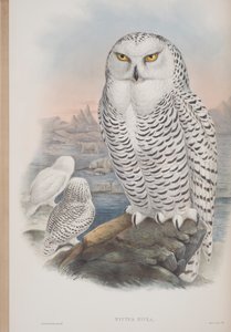 Nyctea Nivea, plade fra The Birds of Great Britain af John Gould, udgivet 1862-73 (håndkoloreret litografi) af John Gould