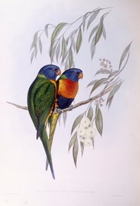 Udsmykket lorikeet (Trichoglossus ornatus), Indgravering af John Gould af John Gould
