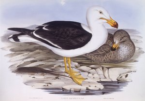 Stillehavsmåge (Larus pacificus), Indgravering af John Gould af John Gould
