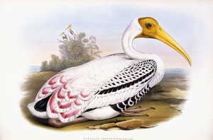Malet Stork af John Gould