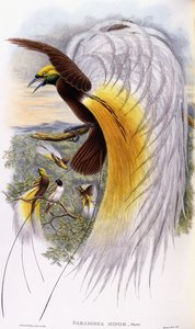 Paradisaea Minor af John Gould