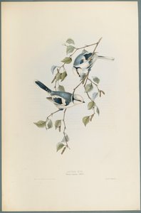 Parus Cyanus: Azurmejse (farve litho på vævet papir) af John Gould