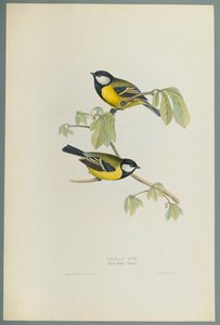 Parus Major: Stormejse (farve litho på vævet papir) af John Gould