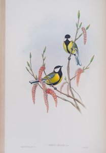 Parus Major, plade fra The Birds of Great Britain af John Gould, udgivet 1862-73 (håndkoloreret litografi) af John Gould