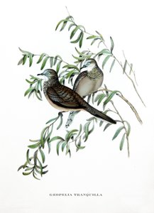 Peaceful Dove, fugle fra Australien, kobberstik fra bog af John Gould (1804-1881) "Tropical Birds" af John Gould