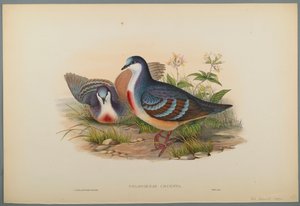 Philogoenas Cruenta (farve litho på vævet papir) af John Gould