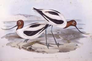 Rødhalset avocet (Recurvirostra novaehollandiae), gravering af John Gould af John Gould