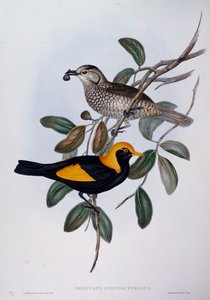 Regent Bowerbird (Sericulus chrysocephalus), gravering fra Birds of Australia af John Gould