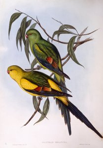 Regent papegøje (Polytelis anthopeplus), Indgravering af John Gould af John Gould
