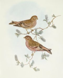 Rosenfink (Erythrospiza incarnata), gravering af John Gould af John Gould