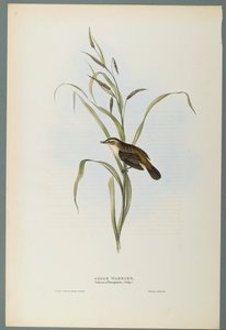 Salicaria Phragmatis: Sedge Warbler (farve litho på vævet papir) af John Gould