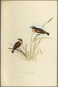 Saxicola Rubetra - Whinchat (farve litho på vævet papir) af John Gould