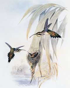 Skælhalset eremit (Phaethornis eurynome), gravering fra Monograph of Trochilidae eller Humming Birds (1849-1861), af John Gould (1804-1881), Storbritannien af John Gould