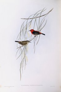 Scarlet myzomela (Myzomela sanguinolenta), gravering af John Gould af John Gould