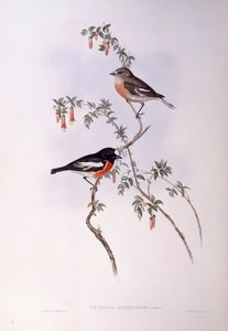 Scarlet robin (Petroica multicolour), gravering af John Gould af John Gould