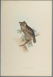 Scops Aldrovandi - Scops Eared Owl (farve litho på vævet papir) af John Gould