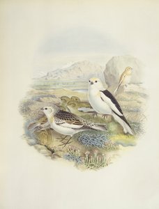 Snespurv (Plectrophenax nivalis), illustration af John Gould