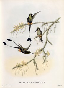 Spathura Solstitialis af John Gould