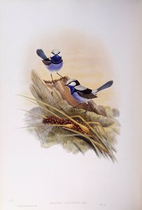 Pragtfuld gøgle (Malurus splendens), Indgravering af John Gould af John Gould