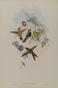 Sporadinus Elegans: St. Domingo Hummingbird af John Gould