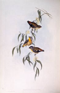 Plettet pardalote (Pardalotus punctatus), Indgravering af John Gould af John Gould