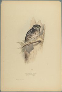 Strix Pafsernia - Noctua (farve litho på vævet papir) af John Gould