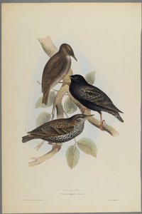 Sturnus Vulgaris - Stær (farve litho på vævet papir)