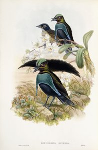 Fantastisk Bird of Paradise af John Gould