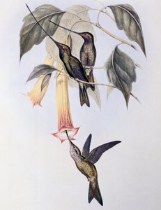 Sværdnæbbet kolibri (Docimastes ensiferus) af John Gould