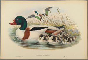 Tadorna Vulpanser: Sheldrake (farve litho på vævet papir) af John Gould
