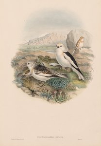 The Birds of Great Britain: Plestrophanes nivalis. af John Gould