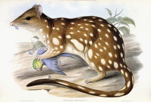 Tiger Quoll af John Gould