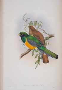 Trogon Atricollis, plade fra The Birds of Great Britain af John Gould, udgivet 1862-73 (håndkoloreret litografi) af John Gould