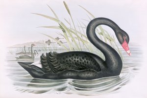 Ukendt billede af John Gould