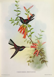 Urochroa Bougieri af John Gould