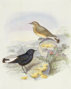 Variabel hvede (Oenanthe picata), gravering af John Gould af John Gould