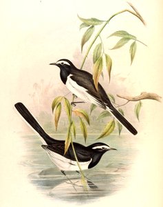 Hvidbrynet vipstjert (Large Pied Wagtail) Motacilla maderaspatensis Gmelin af John Gould