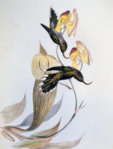Hvidtippet seglnæb (Eutoxeres aquila) af John Gould