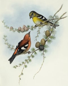 Hvidvinget korsnæb (Loxia leucoptera), Indgravering af John Gould af John Gould
