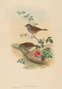 Accentor modularis (Dunnock) af John Gould and H.C. Richter