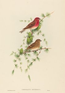 Carpodacus erythrinus (almindelig rosenfinke)