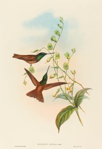 Diphogena aurora (Goulds regnbue)