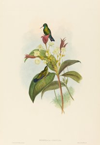 Blåkinnet safir af John Gould and H.C. Richter