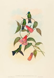 Eucephala smaragdocaerulea (Goulds trænymfe)