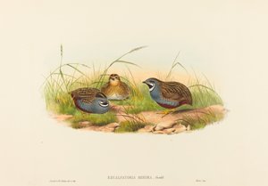 Excalftoria minima (Blåbarmet Vagtel)