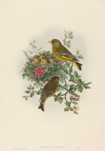 Ligurinus chloris (grønfinke)
