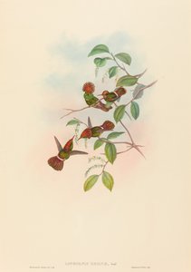 Spangled Coquette af John Gould and H.C. Richter