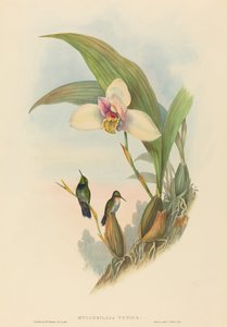 Myiabeillia typica (Abeilles kolibri)