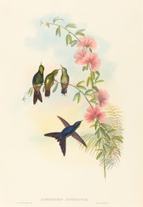 Ramphomicron microrhyncha (smånæbbet tornnæb) af John Gould and H.C. Richter